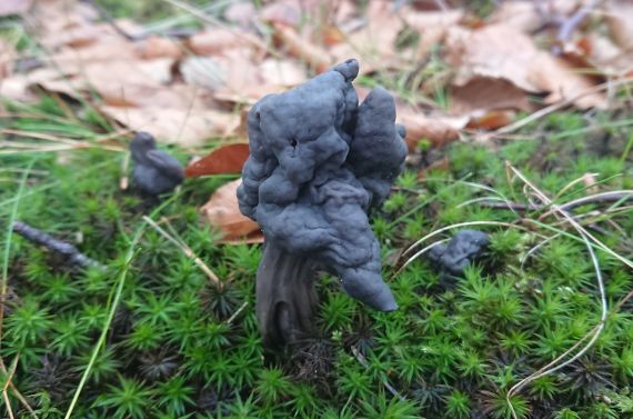 Helvella lacunosa FOT Rabin Wilgan