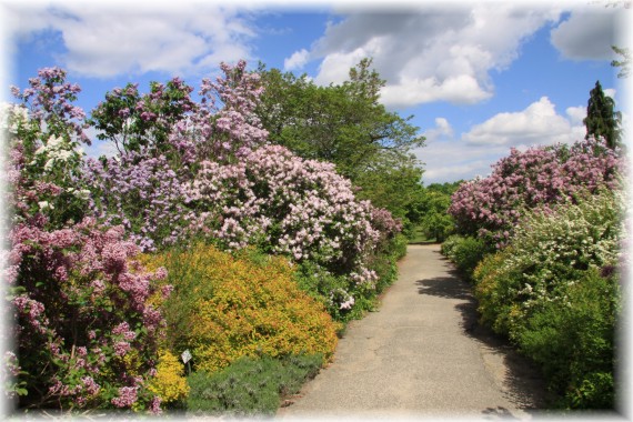 Kolekcja lilaków w Arboretum Kórnickim. Fot. K. Broniewska