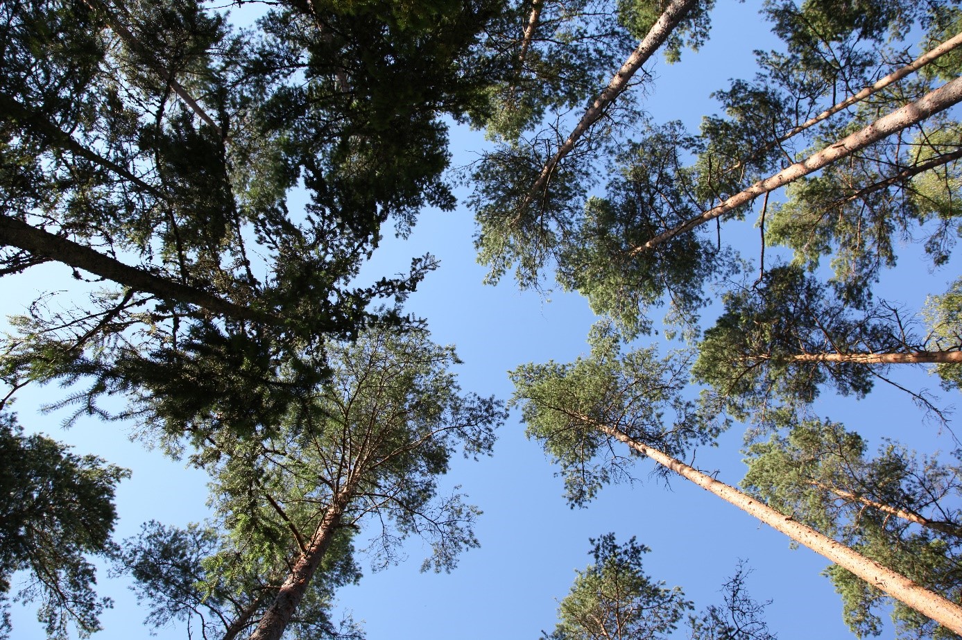 Sosna zwyczajna na dalekiej północy