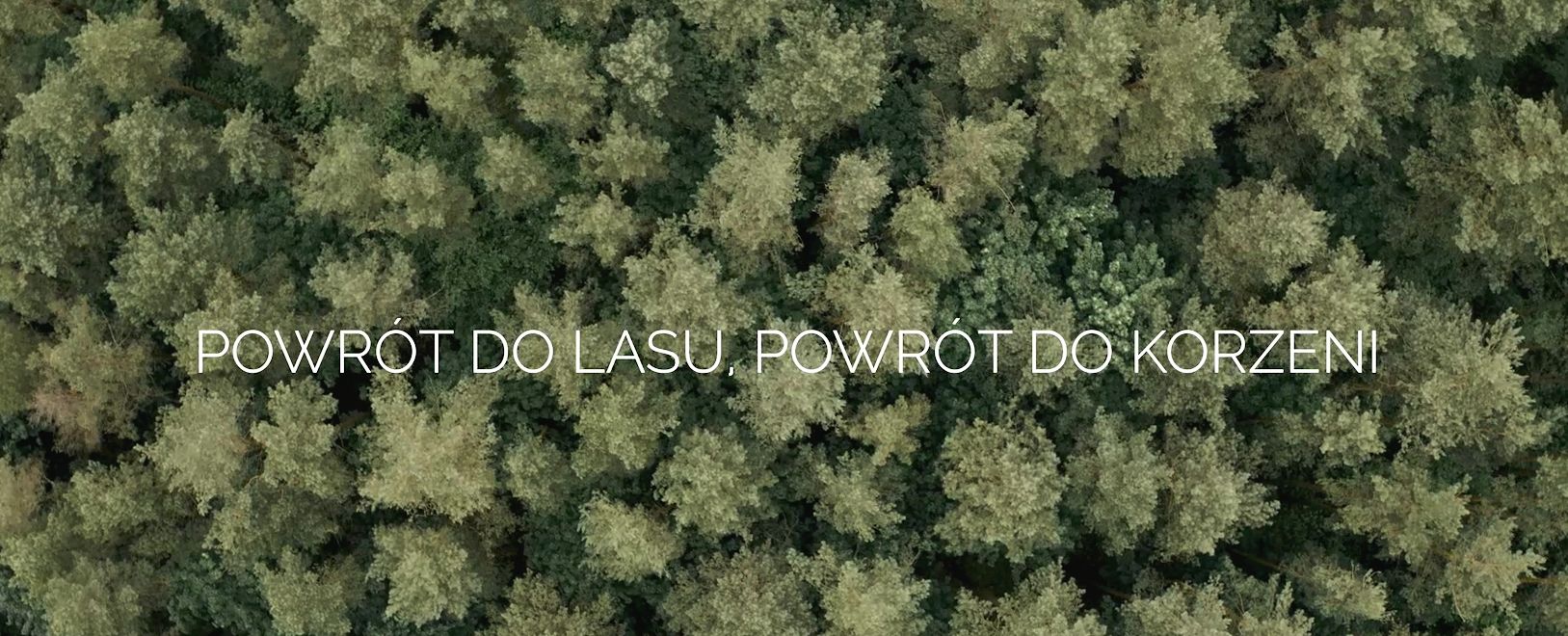 powrót do lasu do korzeni