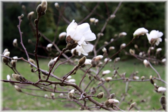 Magnolia gwiaździsta