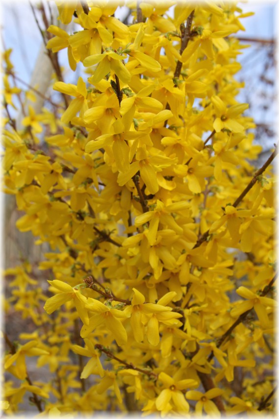forsycja