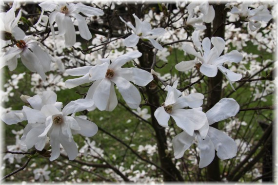 magnolia