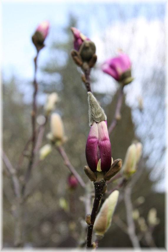 rozwijające się pąki magnolii