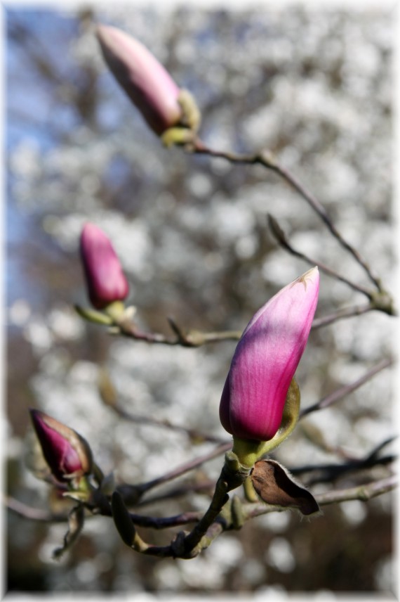 pąki magnolii