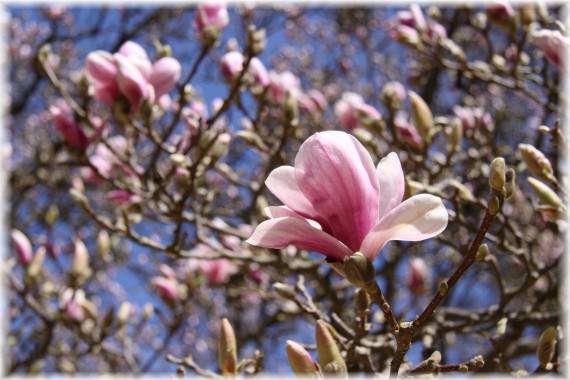 magnolia pośrednia