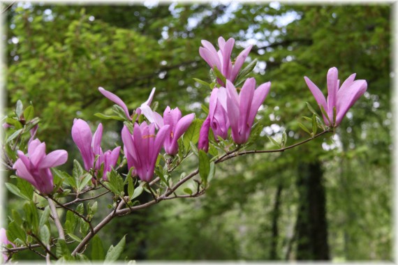 Magnolia 'Randy'