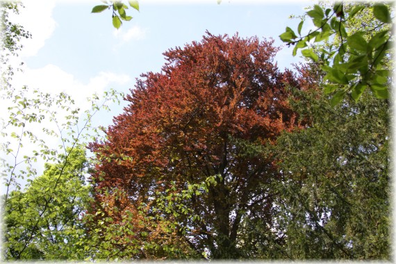 Buk zwyczajny 'Purpurea'