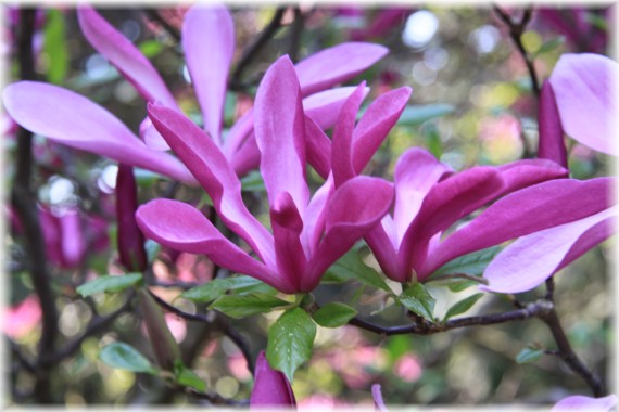 Magnolia 'Susan'