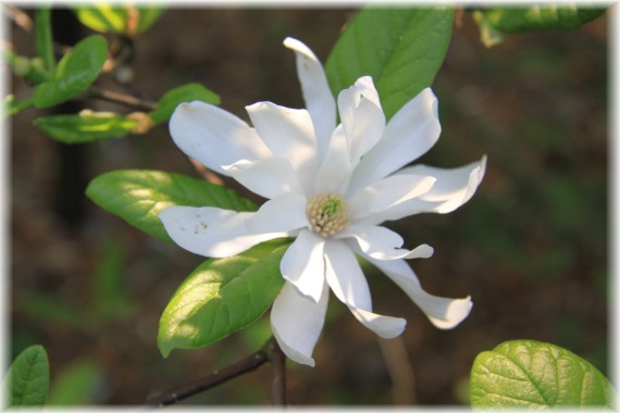 Magnolia Loebnera 'Ballerina'