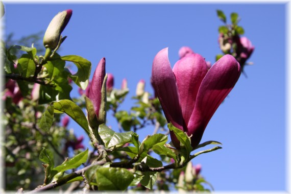 Magnolia purpurowa 'Nigra'