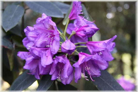 Różanecznik - Rhododendron