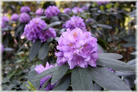 Różanecznik - Rhododendron 'Lee's Dark Purple'