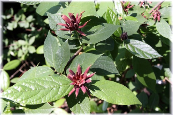 Kielichowiec plenny - Calycanthus fertilis