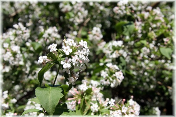 Abelia mosańska - Abelia mosanensis