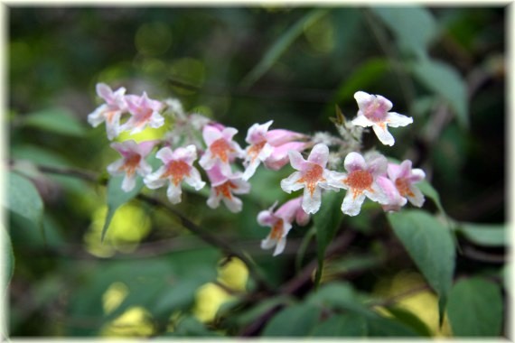 Kolkwicja chińska - Kolkwitzia amabilis