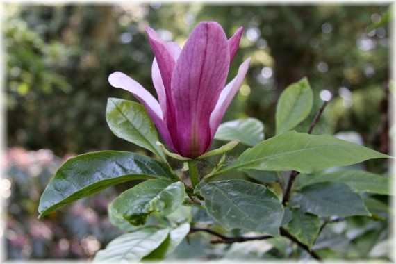 Magnolia purpurowa 'Nigra' - Magnolia lilliflora 'Nigra'