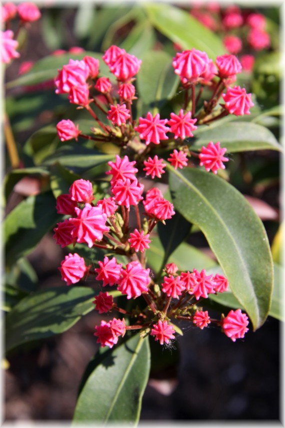 Kalmia szerokolistna 'Heart of Fire' - Kalmia latifolia 'Heart of Fire'