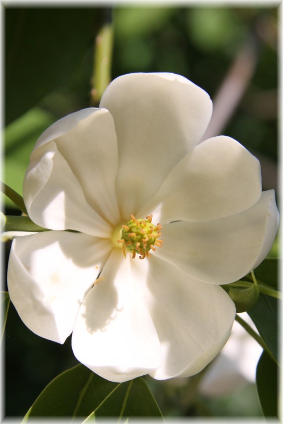 Magnolia wirginijska - Magnolia virginiana