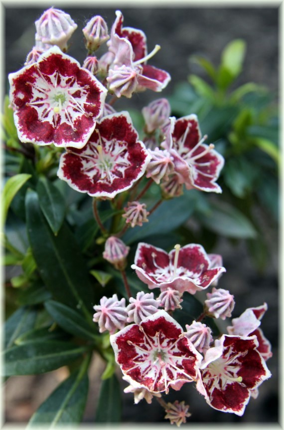 Kalmia szerokolistna 'Minuet' - Kalmia latifolia 'Minuet'