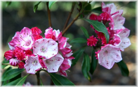 Kalmia szerokolistna 'Ostbo Red' - Kalmia latifolia 'Ostbo Red'