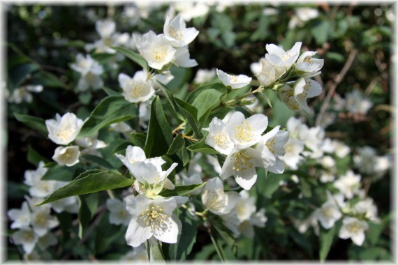 Jaśminowiec - Philadelphus