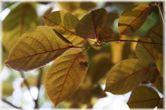 Czeremcha pospolita 'Cinovskis' - Prunus padus 'Cinovskis'