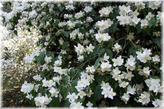 Jaśminowiec - Philadelphus