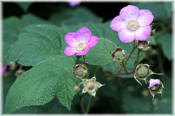 Jeżyna pachnąca - Rubus odoratus