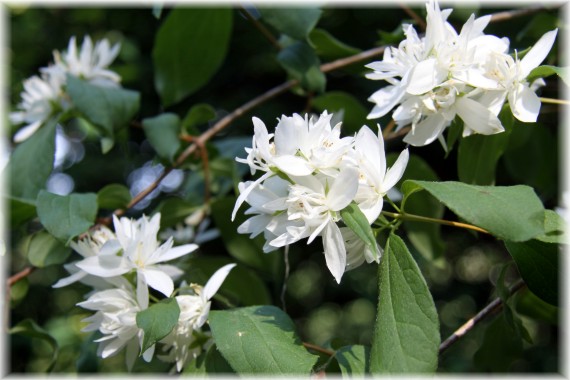 Jaśminowiec 'Rusałka' - Philadelphus 'Rusałka'