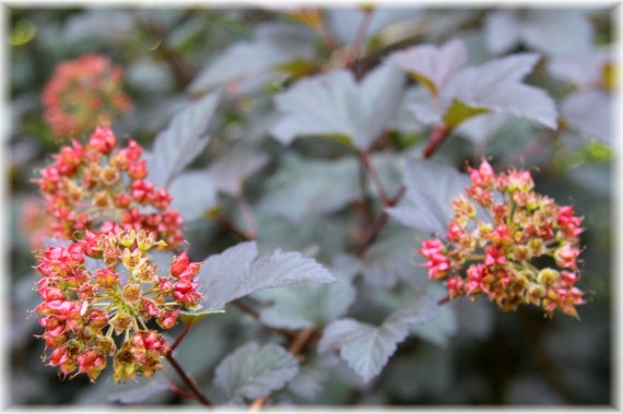 Pęcherznica kalinolistna 'Diabolo' - Physocarpus opulifolius 'Diabolo'