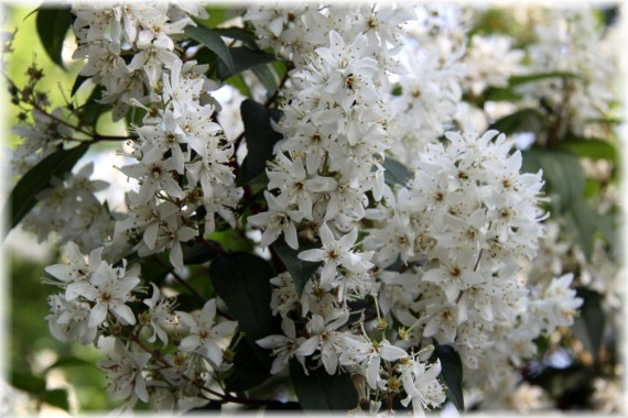 Żylistek - Deutzia