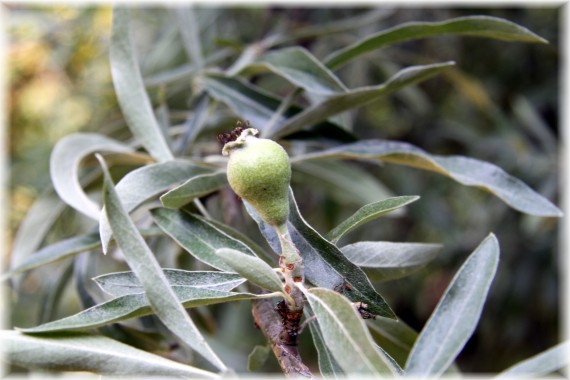 Grusza wierzbolistna - Pyrus salicifolia