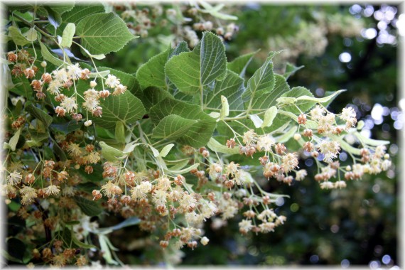 Lipa szerokolistna - Tilia platyphyllos
