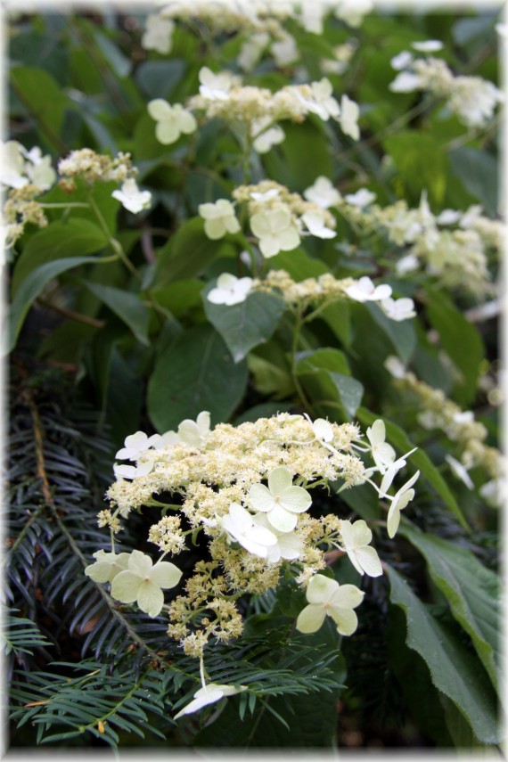 Hortensja miękkowłosa - Hydrangea heteromalla