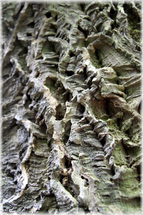 Korkowiec amurski - Phellodendron amurense
