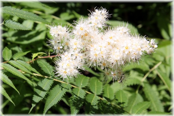 Tawlina jarzębolistna - Sorbaria sorbifolia