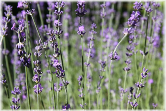 Lawenda wąskolistna - Lavandula angustifolia