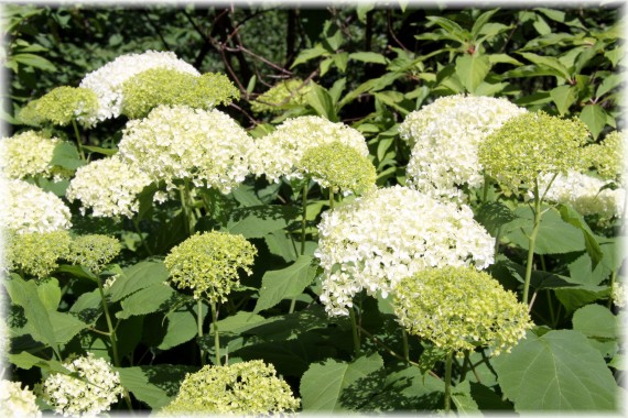 Hortensja drzewiasta 'Annabelle' - Hydrangea arborescens 'Annabelle'