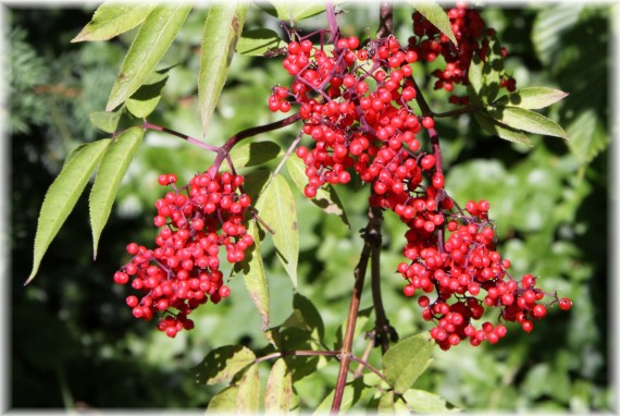 Bez koralowy - Sambucus racemosa