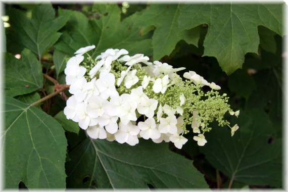 Hortensja dębolistna - Hydrangea quercifolia