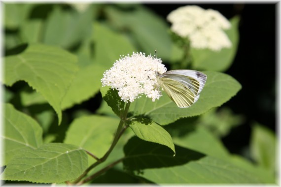 Hortensja drzewiasta - Hydrangea arborescens