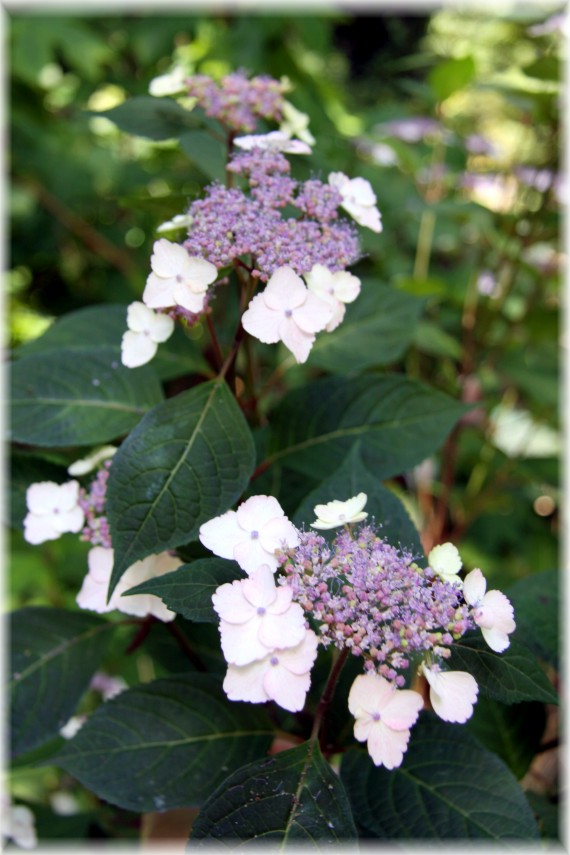 Hortensja piłkowana - Hydrangea serrata