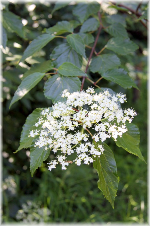 Kalina - Viburnum dasyanthum