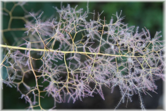 Perukowiec podolski - Cotinus coggygria