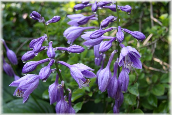 Funkia - Hosta sp.