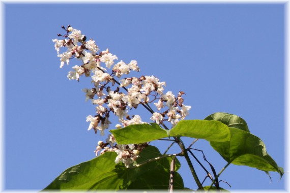 Surmia pośrednia - Catalpa xerubescens