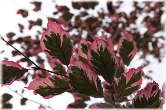 Buk pospolity 'Purpurea Tricolor - Fagus sylvatica 'Purpurea Tricolor'