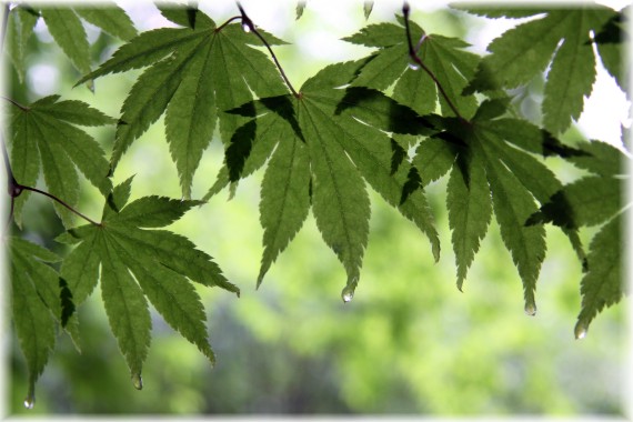 Klon Shirasawy - Acer shirasawanum