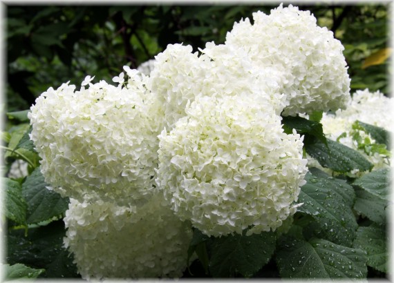 Hortensja drzewiasta 'Annabelle' - Hydrangea arborescens 'Annabelle'